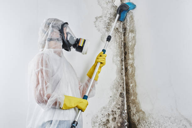 Best Mold Odor Removal Services in Fris, CO